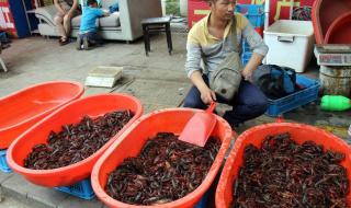 学烧小龙虾 学烧小龙虾